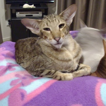 Pat Fletcher Photo 34