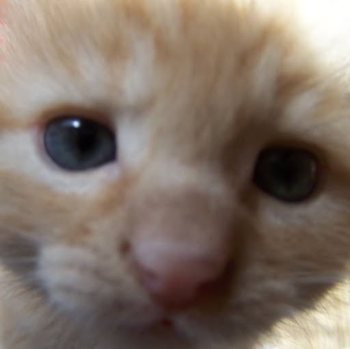 Deborah Wray Photo 24