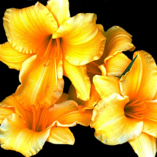 Kristin Neve Photo 9