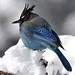 Christopher Steller Photo 10