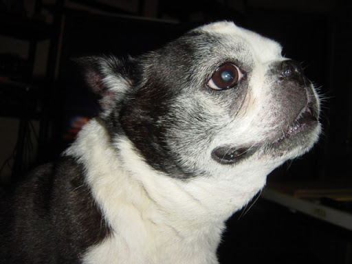 Allan Jacobson Photo 20