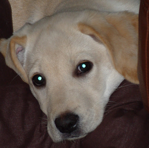 Lynn Mclean Photo 19