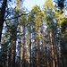Elbert Light Photo 5