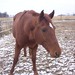 Raymond Chestnut Photo 4