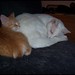 Kathy Jasper Photo 27