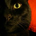 Fred Strayer Photo 7