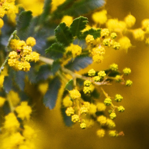 Catherine Devlin Photo 28