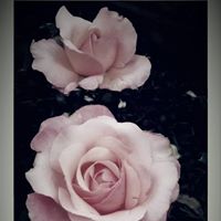 Catherine Lamb Photo 8