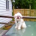Cindy Bogart Photo 24
