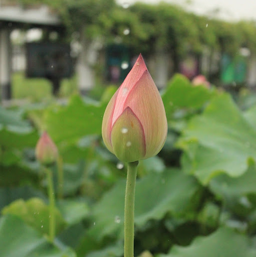 Fang Lee Photo 8