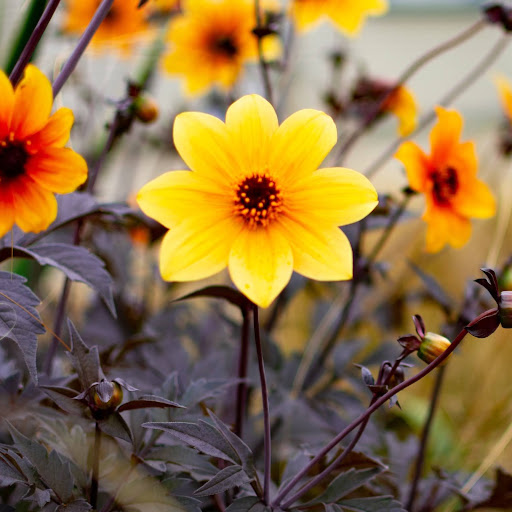 Daniel Jansen Photo 34