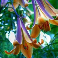 Gail Benner Photo 4