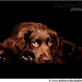 William Westcott Photo 11