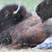 Carol Kline Photo 29