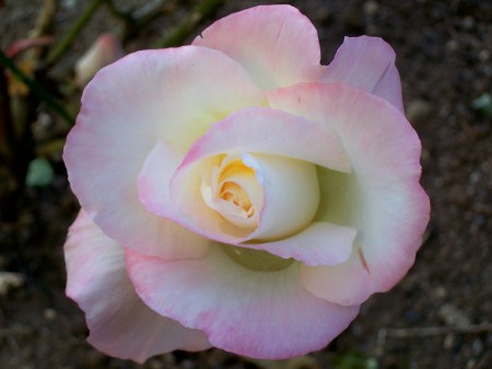 Amy Gray Photo 43