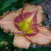 Linda Joiner Photo 33
