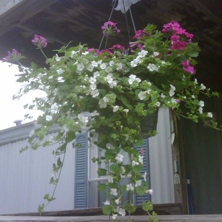 Donna Weir Photo 8