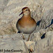 John Sharp Photo 55