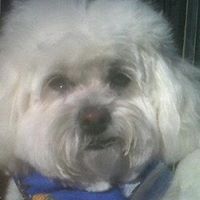 Carole Starr Photo 32