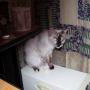 Carol Lacy Photo 25
