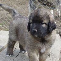 Annette Daniel Photo 4