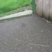Robin Most Photo 13