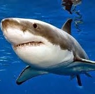 Oliver Fleming Photo 8