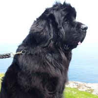 Fred Mercer Photo 20