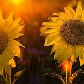 Elizabeth Gillespie Photo 18