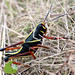 Rick Hopper Photo 22