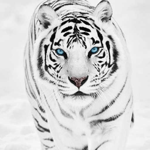 Victor Flores Photo 44