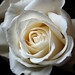 Jose Rosas Photo 33