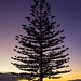 Dawn Napier Photo 29