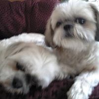 Roberta Bradshaw Photo 5