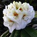 Phyllis Green Photo 26
