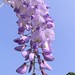 Liane Bloom Photo 7