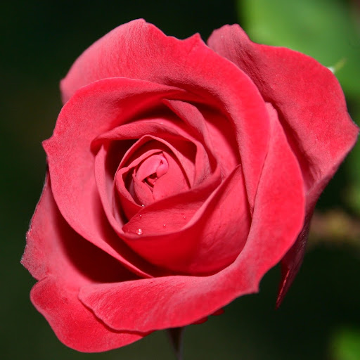 Annette Olsen Photo 39