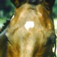 Sharon Harvey Photo 45