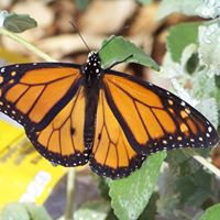 Julie Shanks Photo 5