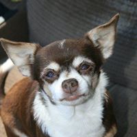 Chester Burns Photo 4