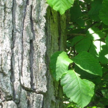 Michael Nixon Photo 39