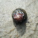Ann Shell Photo 24