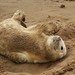 Sandy Seals Photo 17