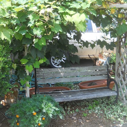 Julie Durden Photo 6