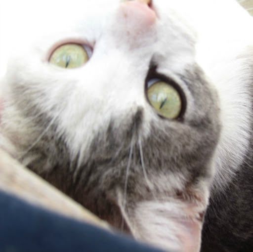 Crystal Lloyd Photo 16