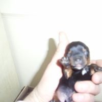 David Dellinger Photo 19