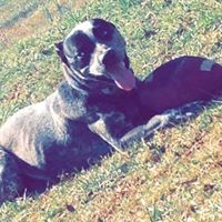 Douglas Hodges Photo 22