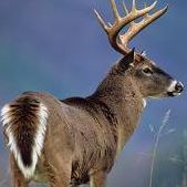 Michael Deter Photo 4