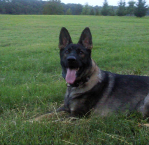 Shelley Butler Photo 9