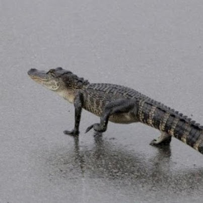 Vernon Roberts Photo 8